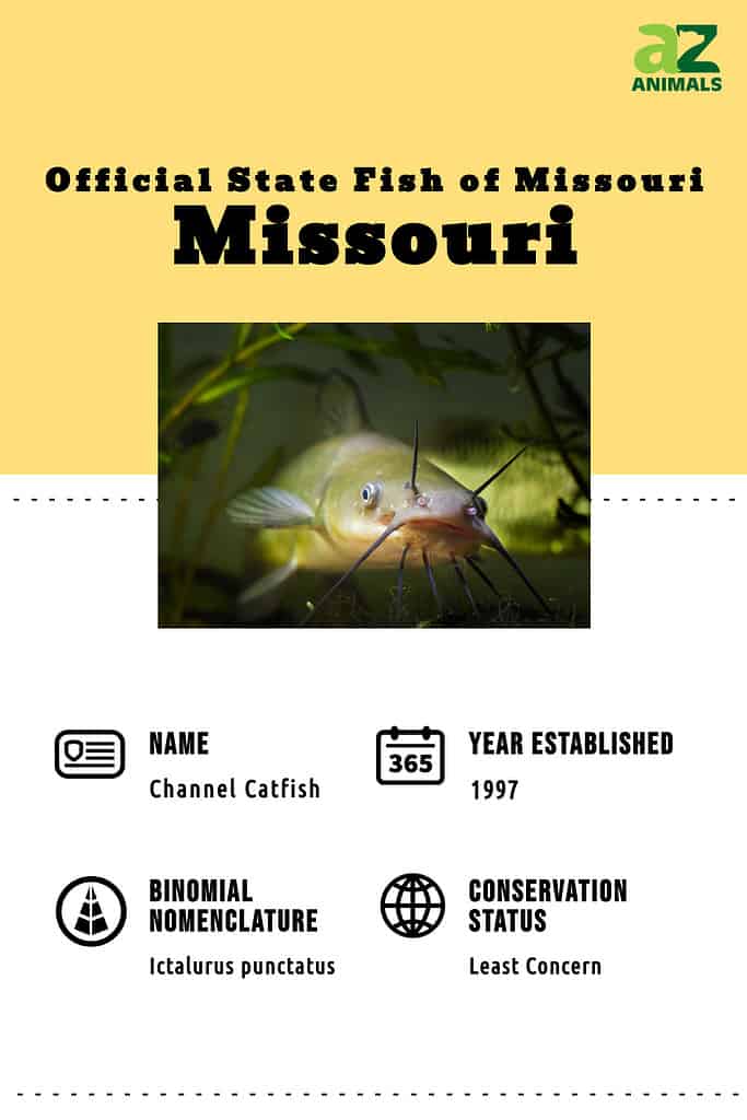 Il pesce ufficiale dello stato del Missouri