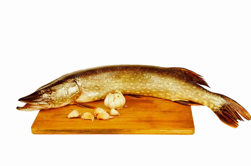 pickerel a catena (altrimenti noto come luccio del nord) adagiato su un tagliere con una testa d'aglio. 