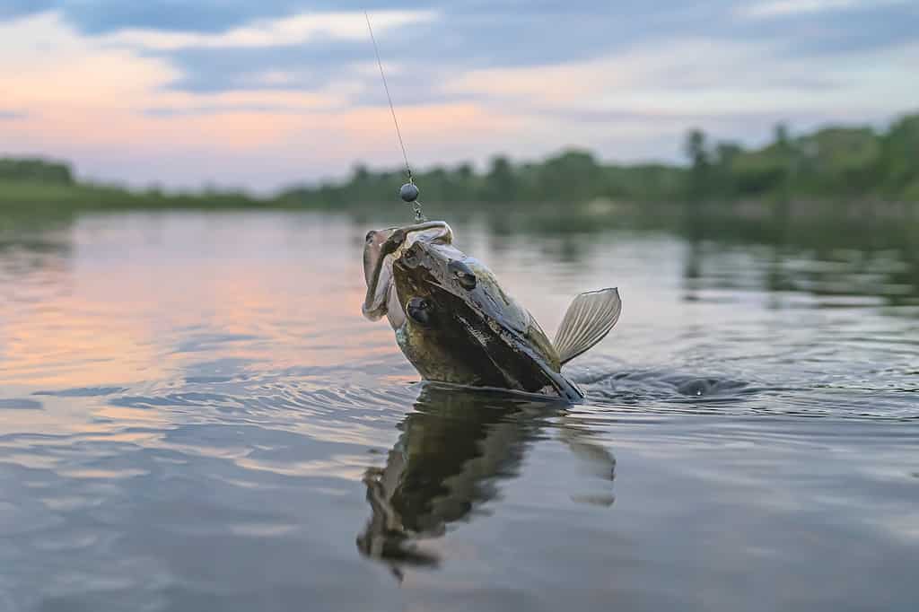 I Walleye sono tra i gamefish più popolari del Nord America.