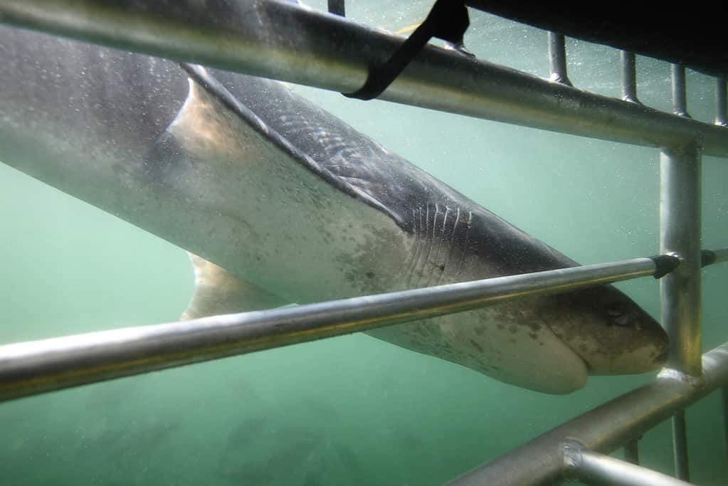 Uno squalo Sevengill che nuota nell'oceano.