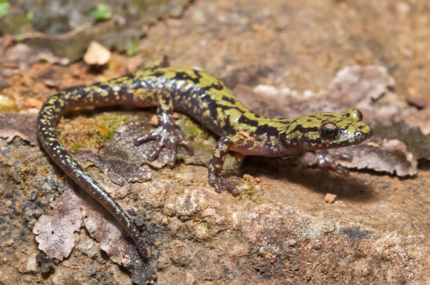Ritratto a macroistruzione della salamandra verde su roccia