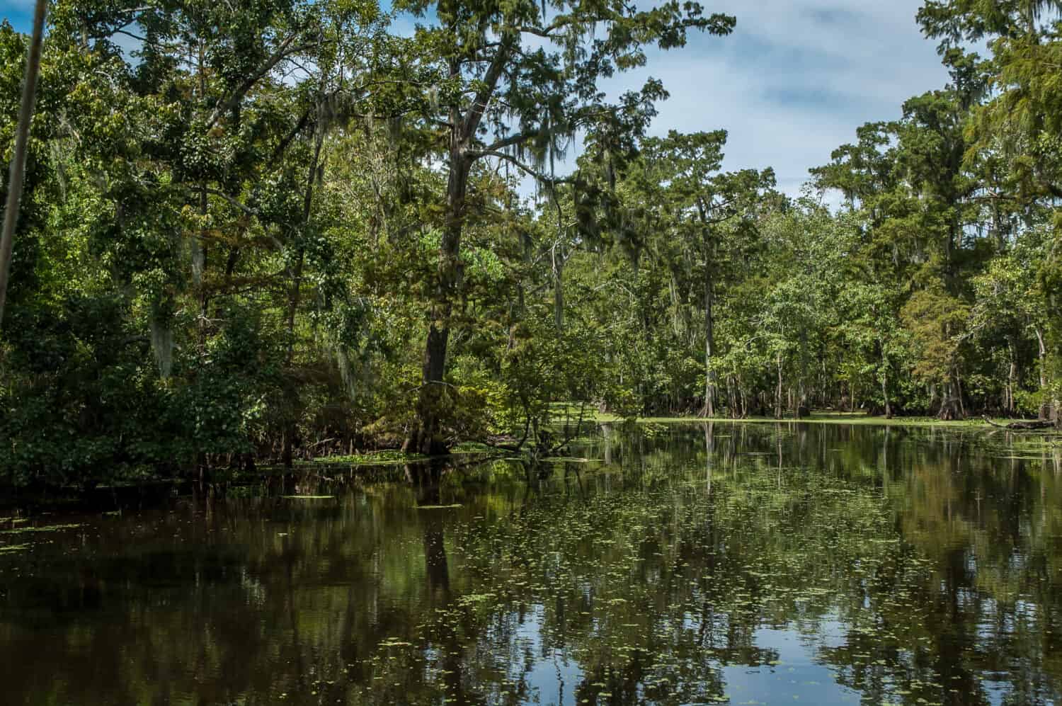 Bayou in un caldo mezzogiorno estivo, vicino a New Orleans, in Louisiana.