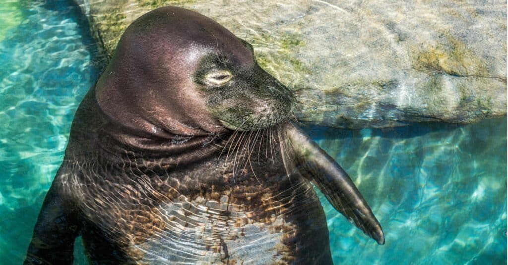 Foca monaca hawaiana che si rilassa in una piscina
