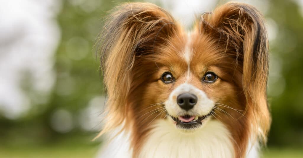 primo piano di un Papillon