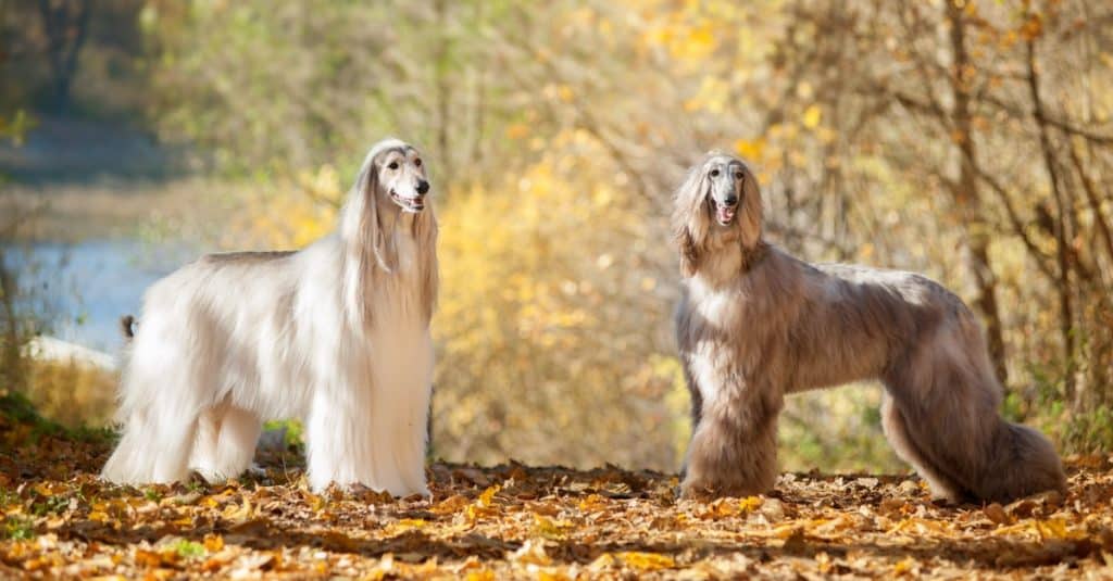 Razze di cani più costose: levriero afgano