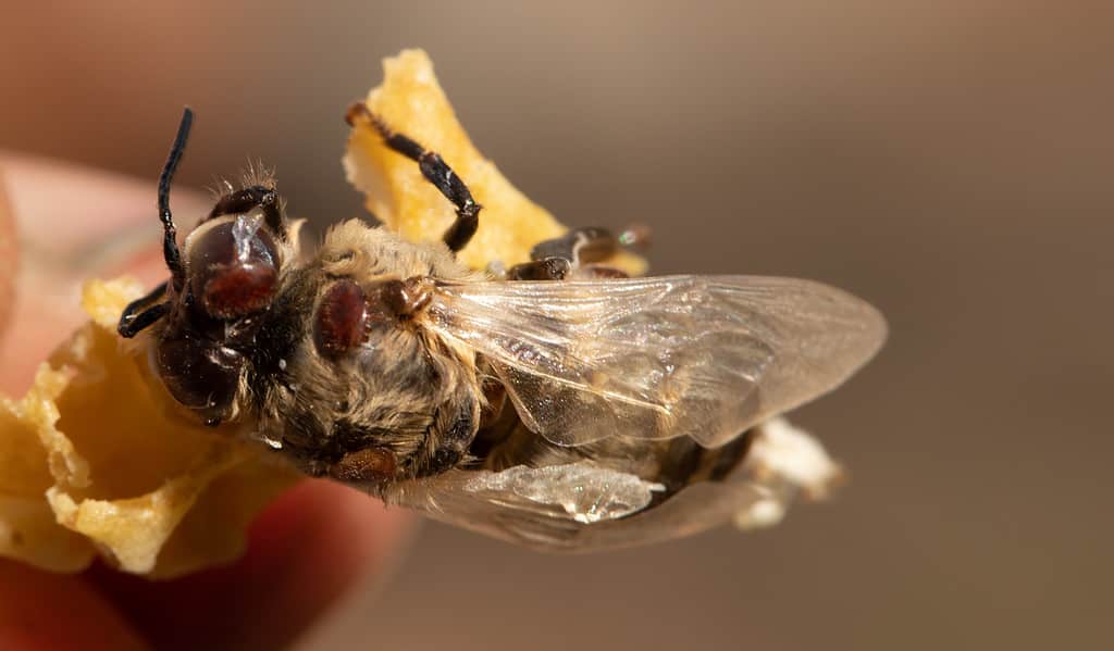 Ape con acari Varroa