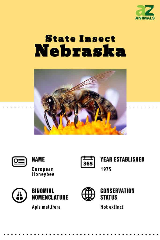 Infografica sugli insetti dello stato del Nebraska