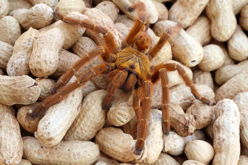 tarantola di babbuino arancione su arachidi