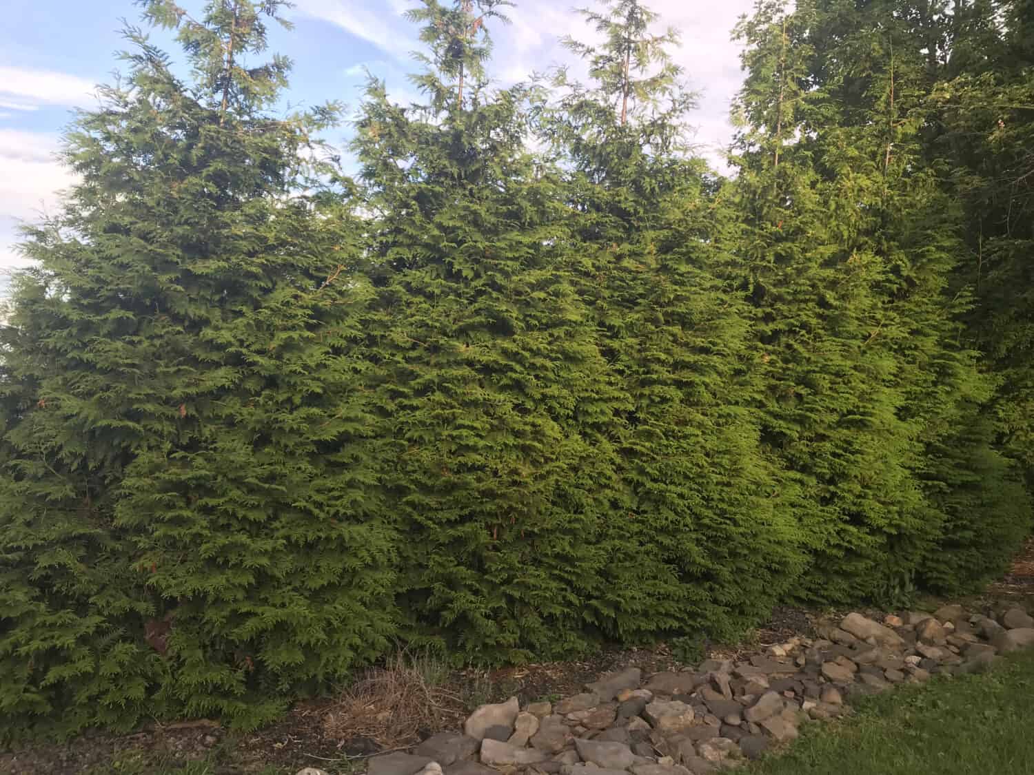 Giganti alberi regina arborvitae con un giardino roccioso