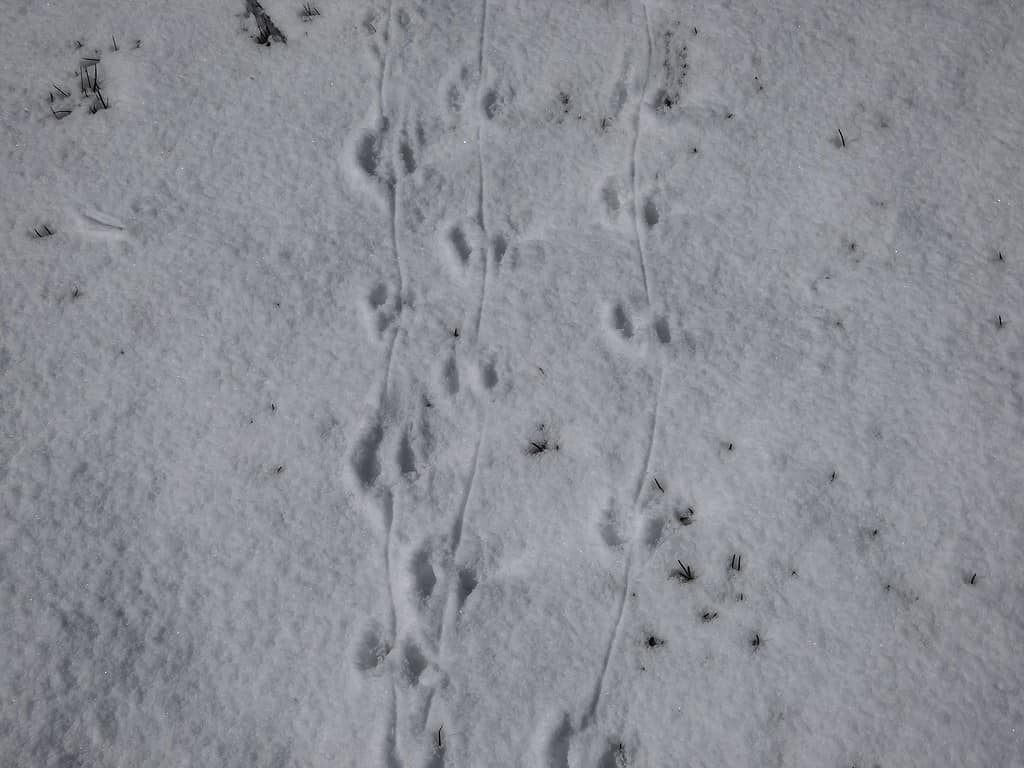 tracce del mouse