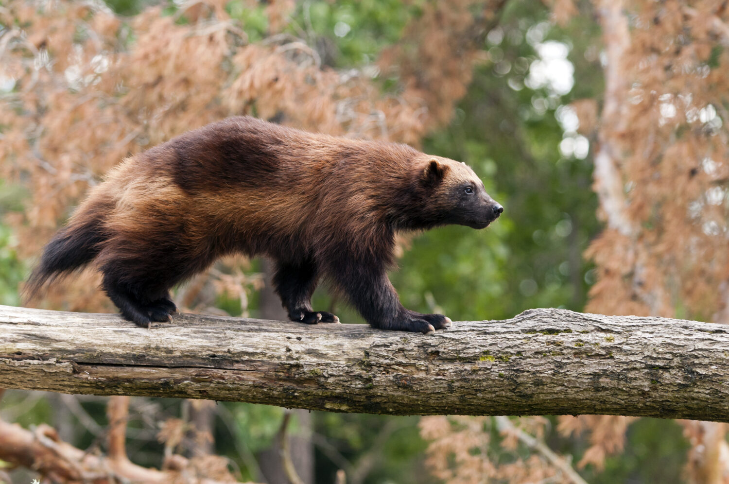Il ghiottone, il ghiottone, il carcajou, l'orso puzzola o il tratteggio rapido