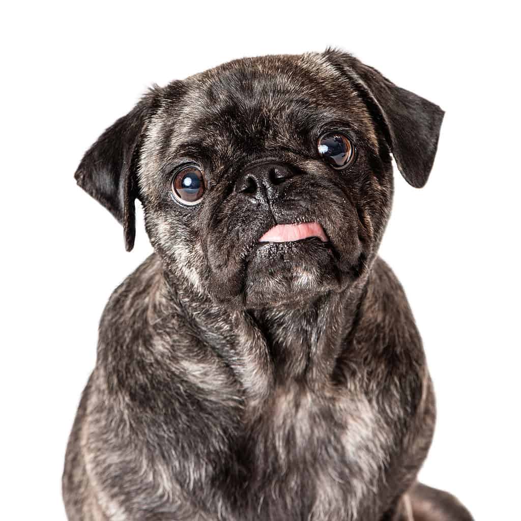 Adorabile carlino dal mantello tigrato tira fuori la lingua