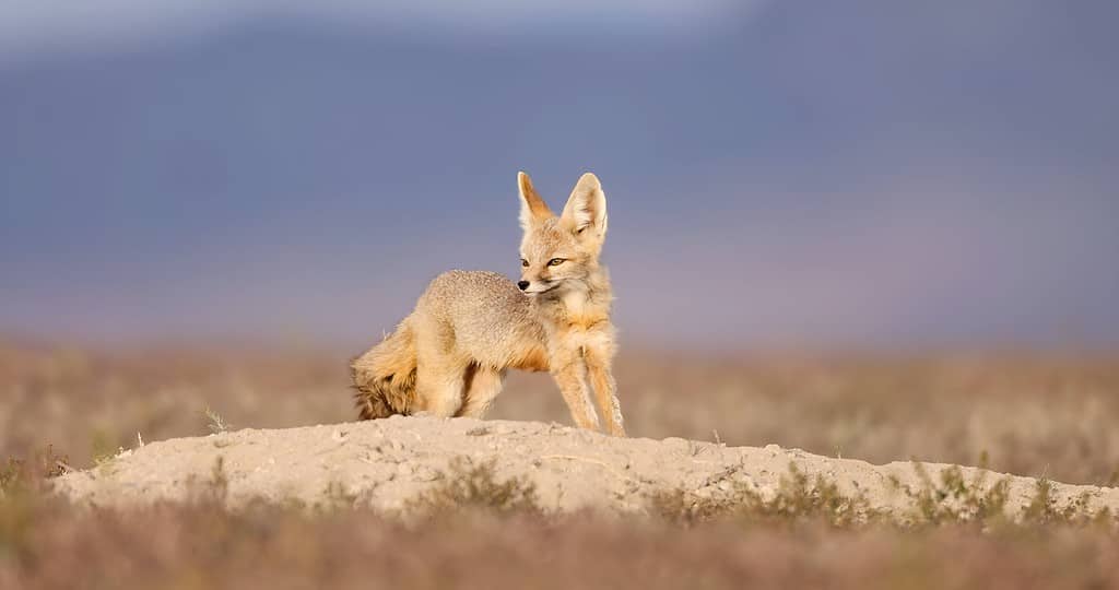 La volpe comune (Vulpes macrotis)