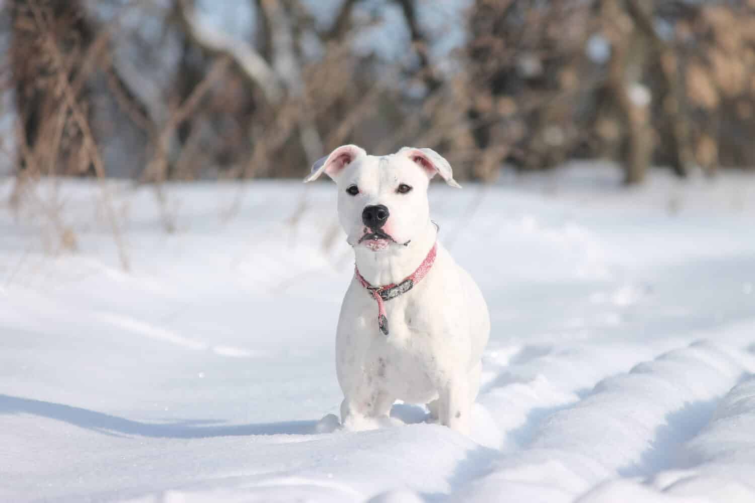Pit Bull Terrier americano