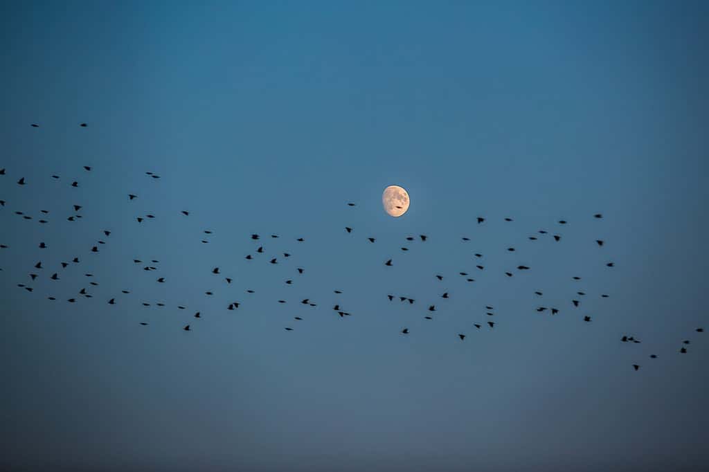 Vista notturna del gregge di storni che sorvolano una luna bianca, cielo blu scuro, migrazione degli uccelli durante l'autunno