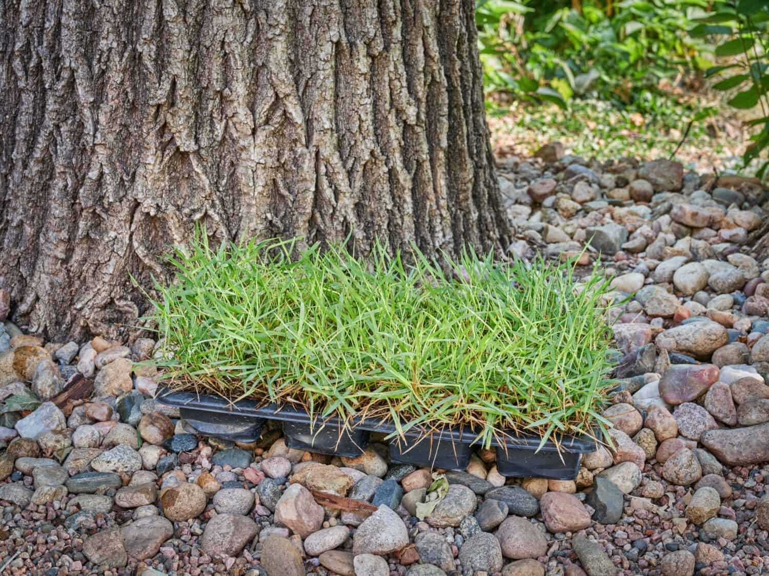 L'erba di Zoysia si inserisce in un cortile pronto per la semina e le riparazioni e il miglioramento del prato.  Questa erba è nota per la sua capacità di resistere al caldo, alla siccità e al traffico pesante.