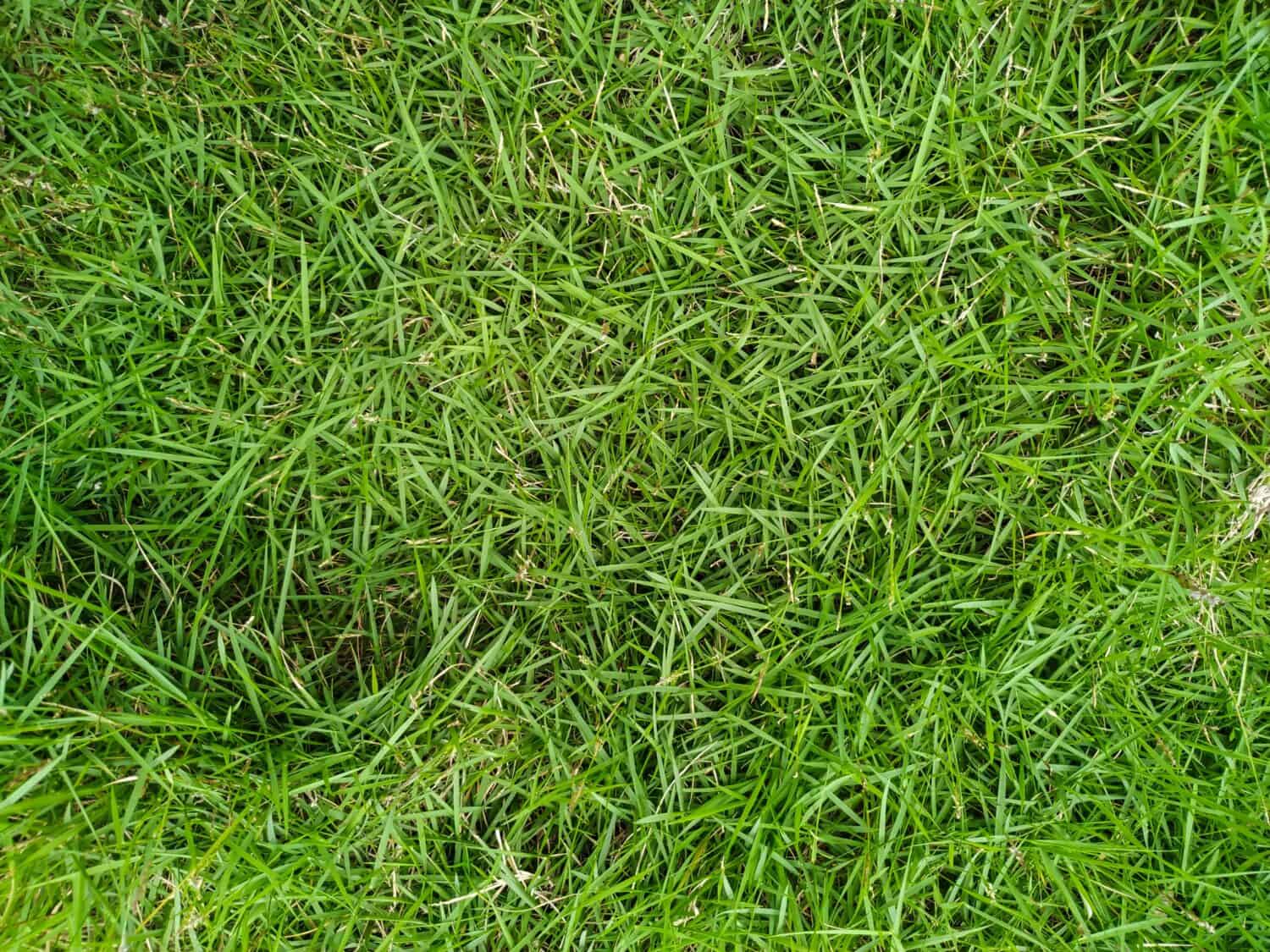 Zoysiagrass giapponese o Lawngrass coreano (Zoysia Japonica). Specie della famiglia Poaceae e ordine Poales. Fogliame verde naturale.