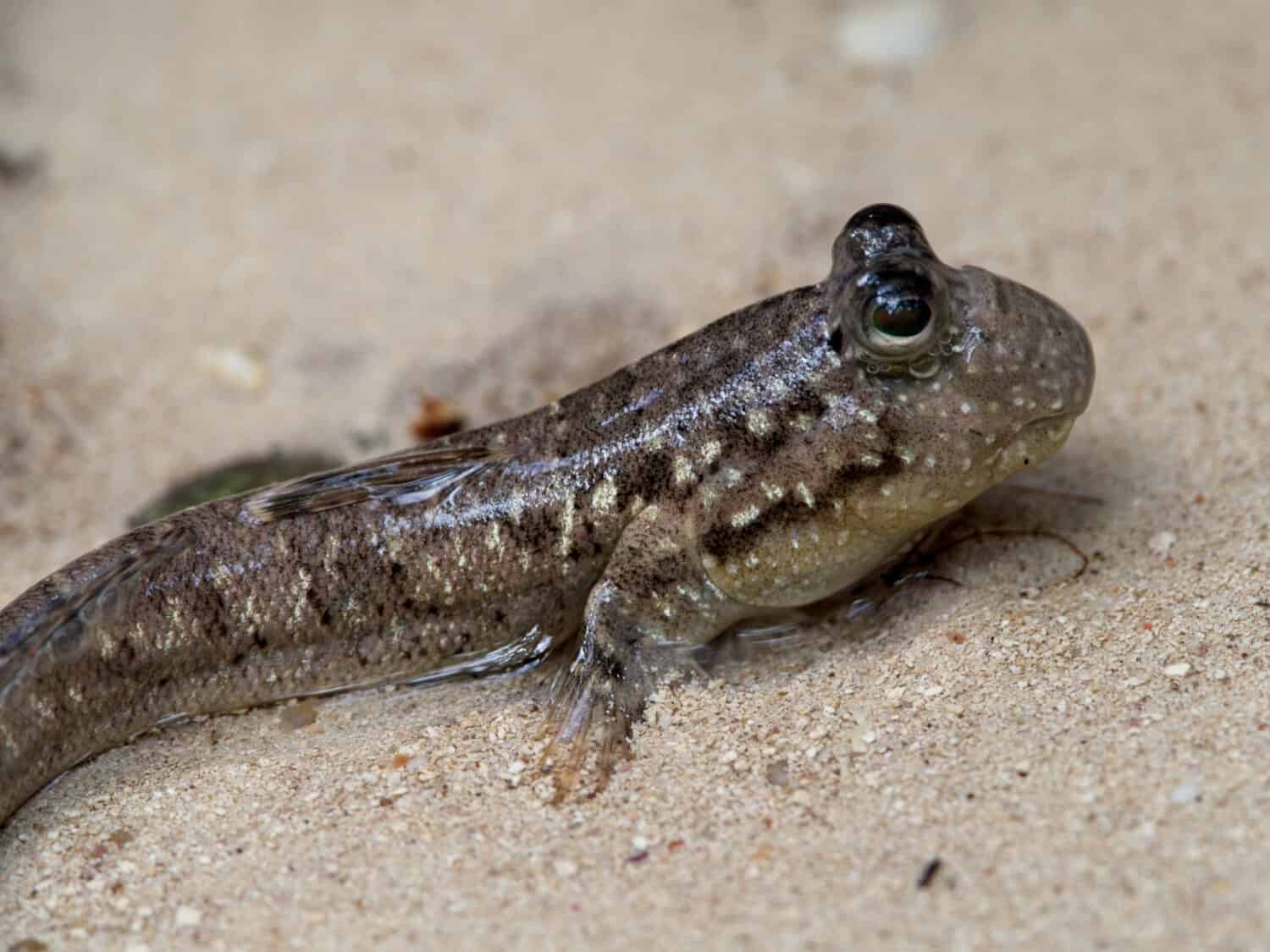 Primo piano di Mudskipper (Periophthalmus kalolo) pesce a piedi sulla spiaggia Curieuse Island, Seychelles