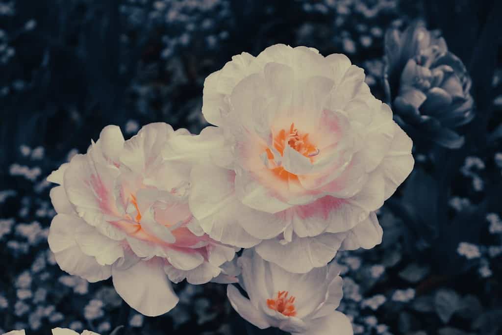 Tulipani rosa Angelique. Una fioritura e un tulipano di angelique del germoglio con profondità di campo bassa. Tulipano angelico doppio fiore di tulipano tardivo