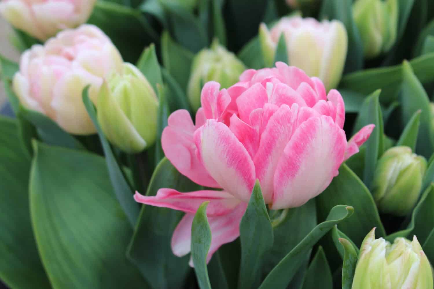 Tulipano