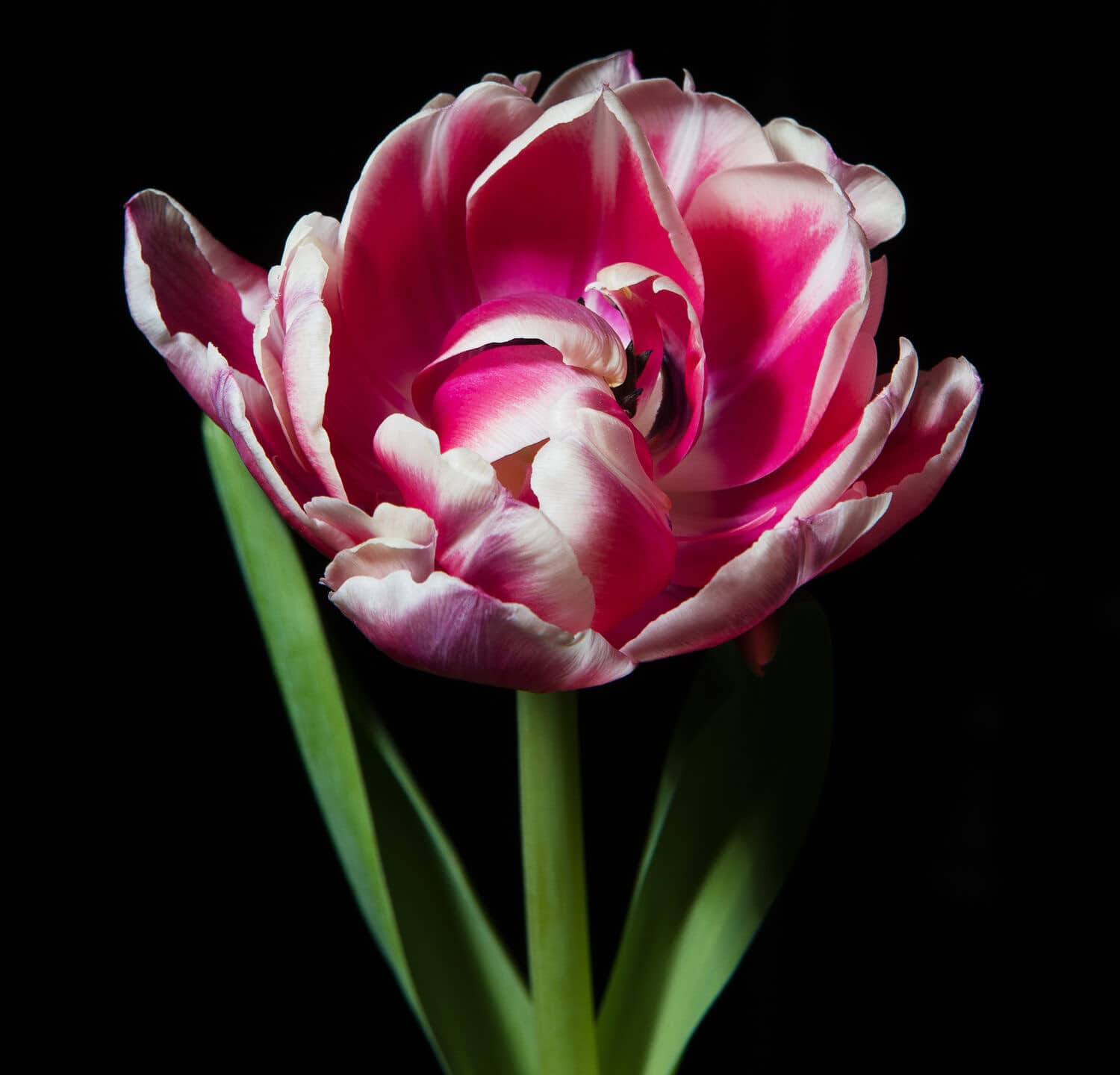 Tulipano