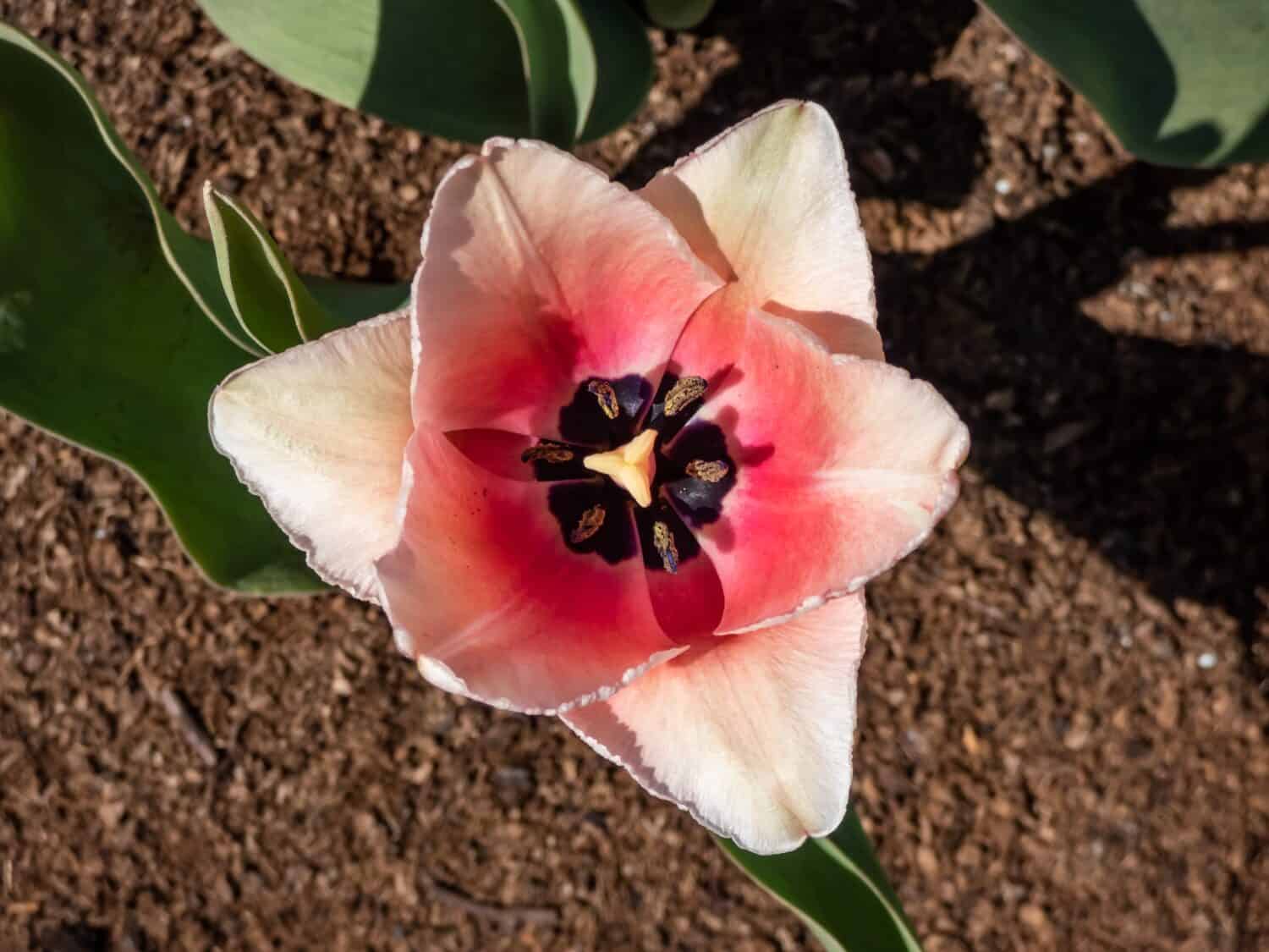 Tulip Salmon Impression con rosa pallido delicatamente sfumato di fiori rosa albicocca. I fiori sono grandi ea forma di calice sostenuti da steli alti e robusti. I petali interni sono salmone profondo con una base bluastra