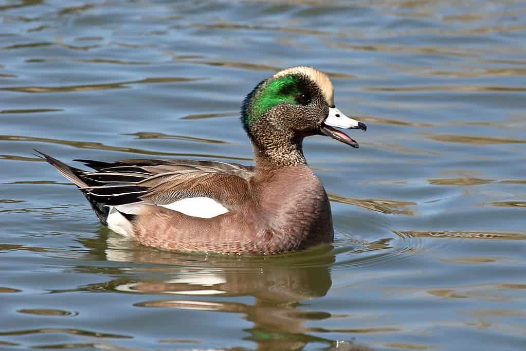 Fischioni americani