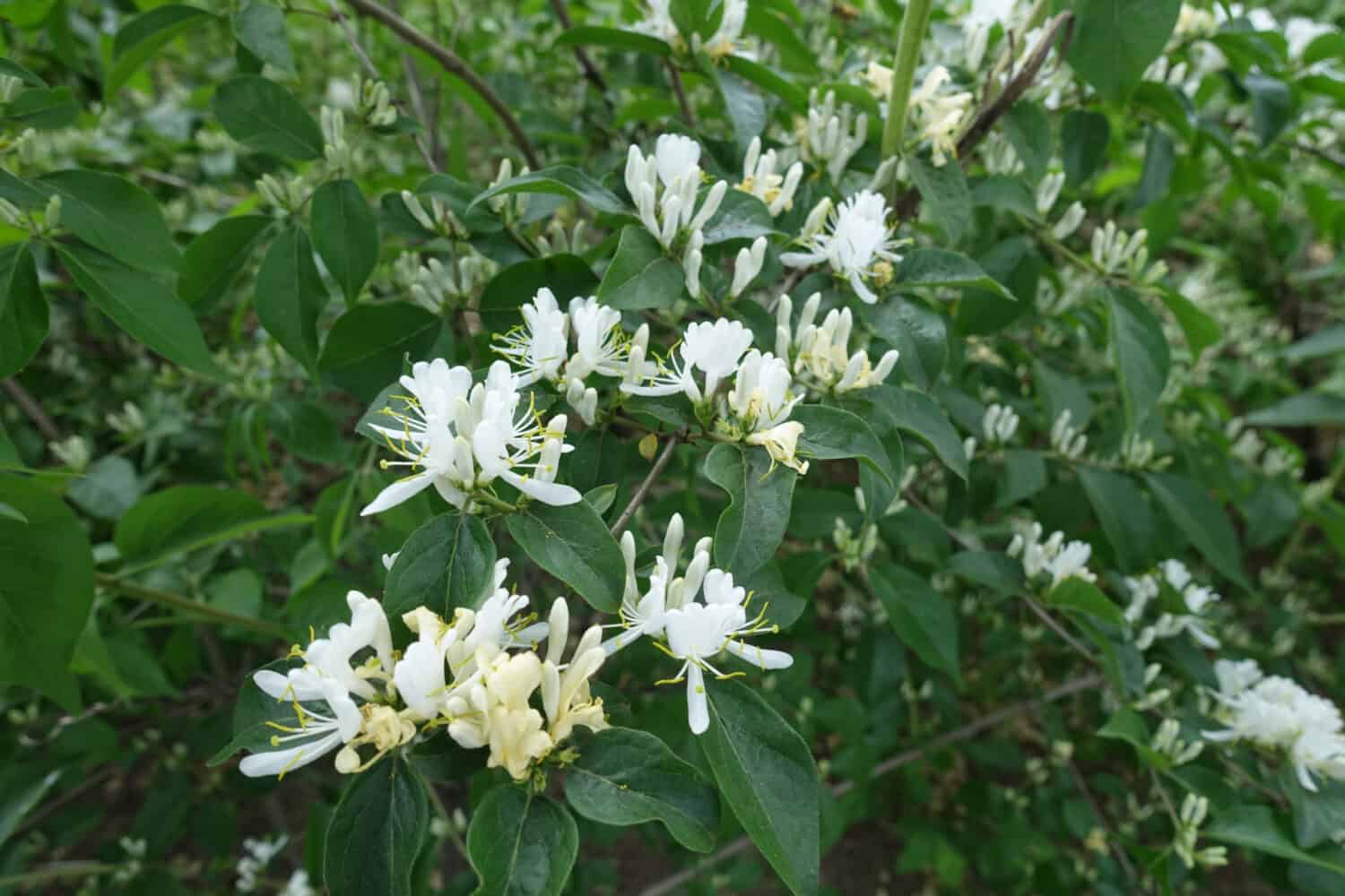 Ramo di caprifoglio Amur in fiore a metà maggio
