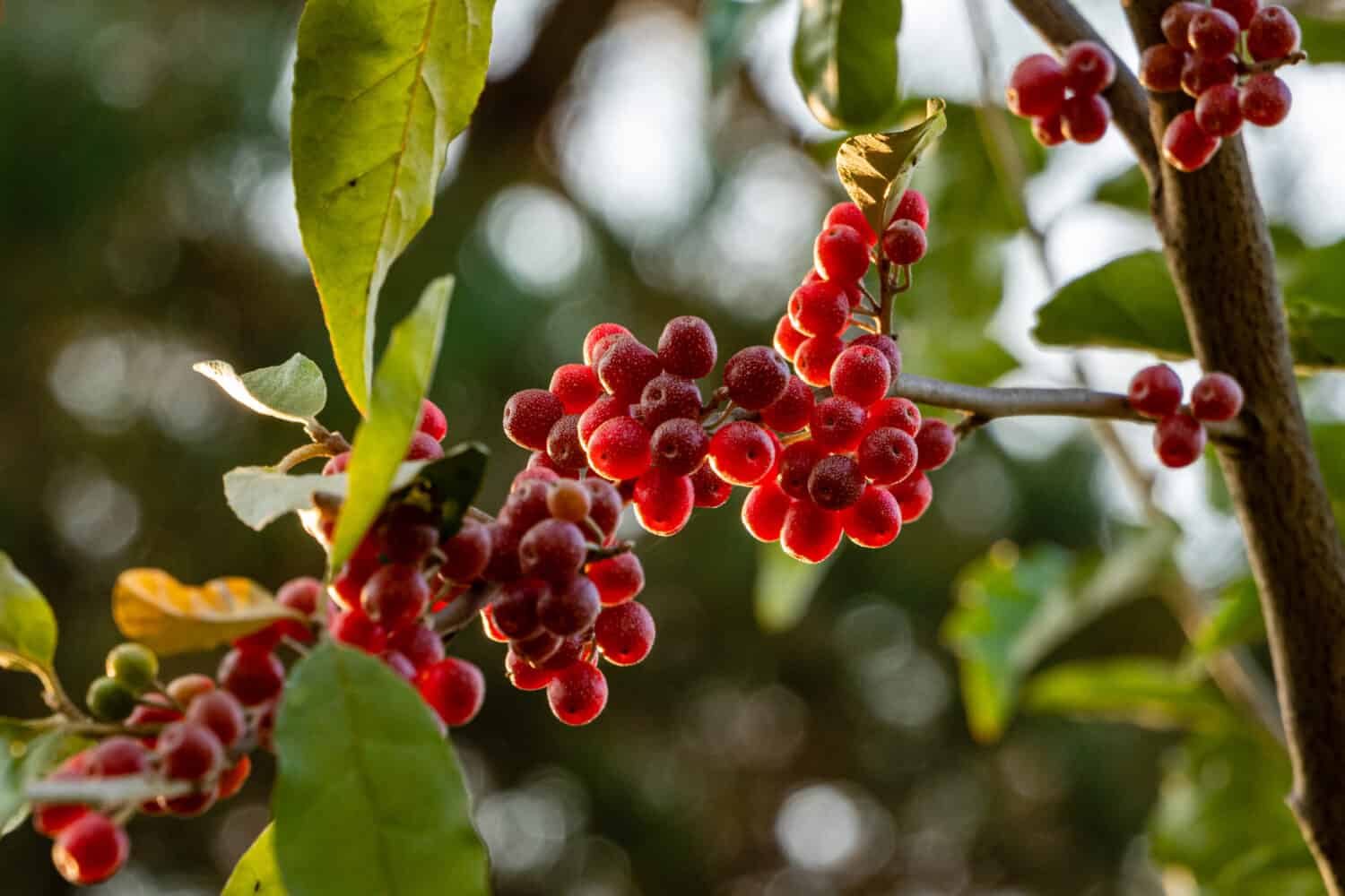 Frutti rossi di Elaeagnus umbellata o silverberry giapponese, noto come umbellata oleaster o oliva autunnale, su sfondo sfocato di fogliame verde. Messa a fuoco selettiva. Avvicinamento. Concetto di natura per il design.