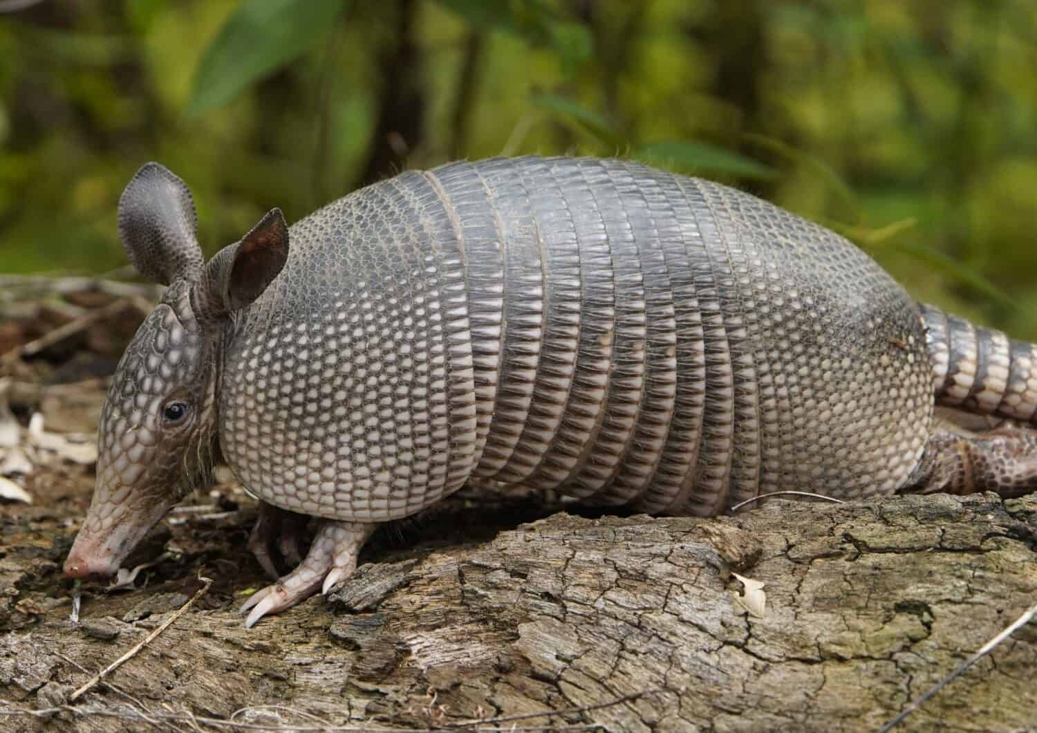 L'armadillo a nove bande (Dasypus novemcinctus), noto anche come armadillo dal naso lungo a nove bande o armadillo comune dal naso lungo. Famiglia Dasypodidae. Vicino al lago Mamori, Amazonas, Brasile.