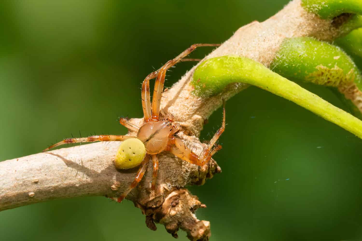 Un maschio di Shamrock Orbweaver sta riposando su un piccolo ramo. Taylor Creek Park, Toronto, Ontario, Canada.