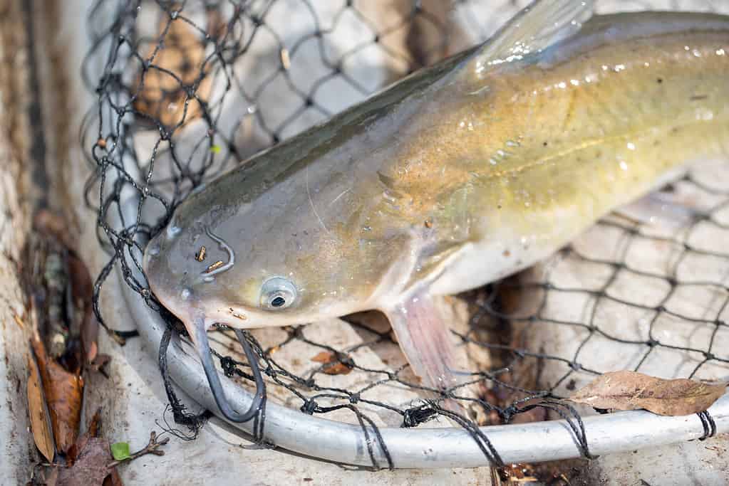 Pesce gatto del canale che giace in una rete sul fondo di una barca da pesca.