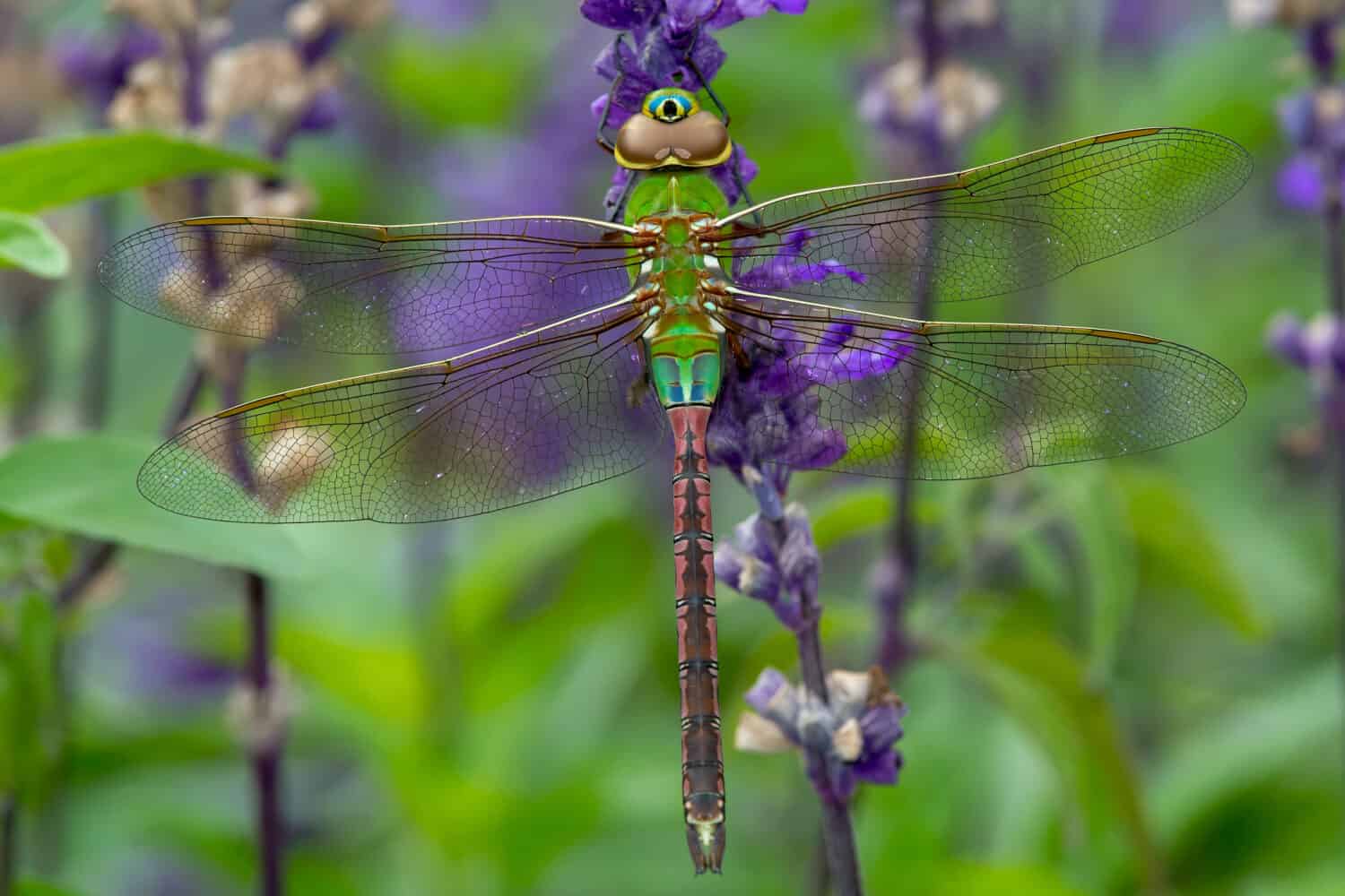 Femmina verde comune Darner Dragonfly appollaiate su un fiore viola. Rosetta McClain Gardens, Toronto, Ontario, Canada.