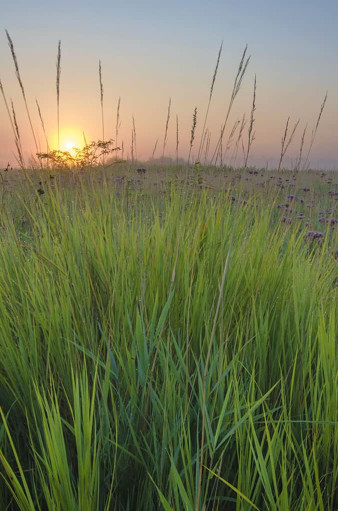 Le albe sulla prateria dove la Big Bluestem Grass cresce a profusione nella Springbrook Prairie Forest Preserve nella contea di DuPage, Illinois