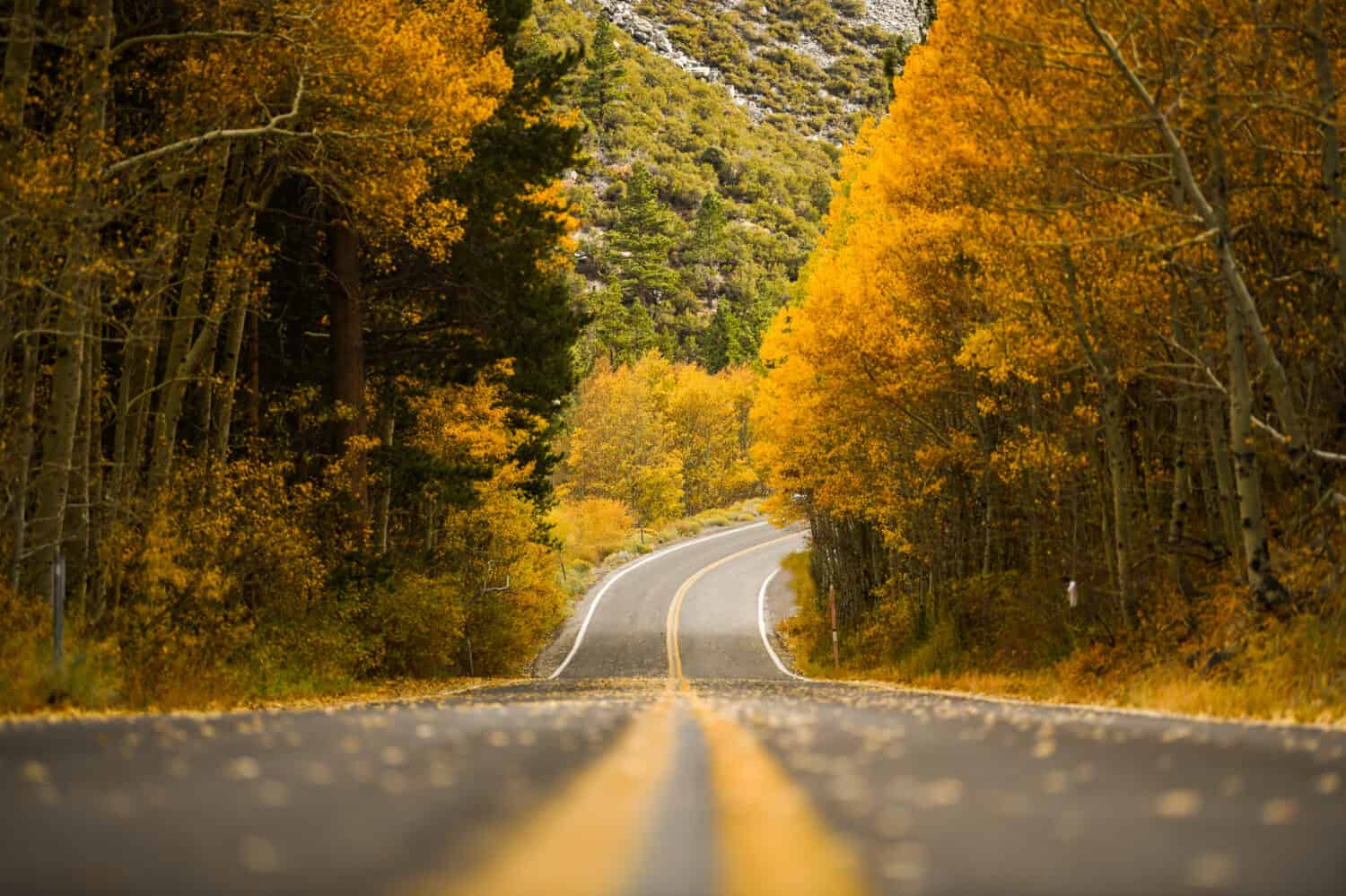Strada autunnale durante l'autunno a June Lake, California, con alberi di pioppo giallo, vista su strada, foglie che cadono 