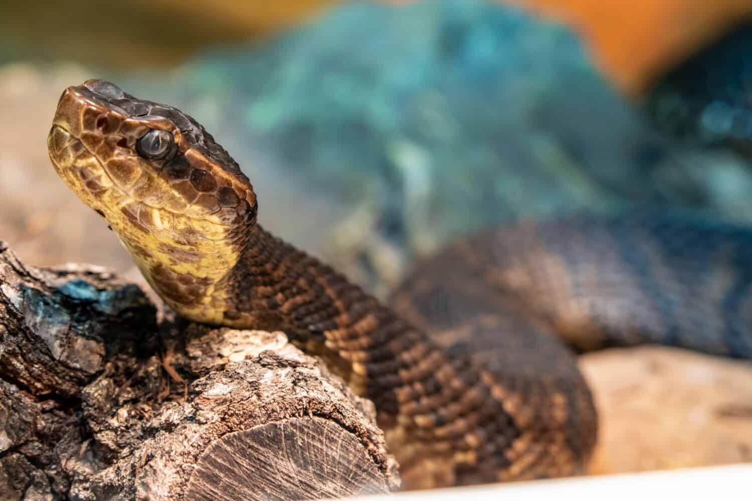 Il cottonmouth settentrionale (Agkistrodon piscivorus) è una delle poche vipere semiacquatiche al mondo ed è originario degli Stati Uniti sudorientali. Gli individui possono mordere quando si sentono minacciati.