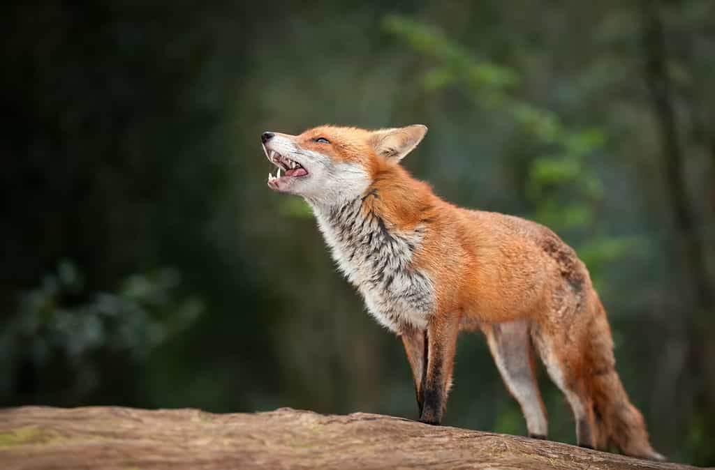 Primo piano di una volpe rossa in una foresta, Regno Unito.