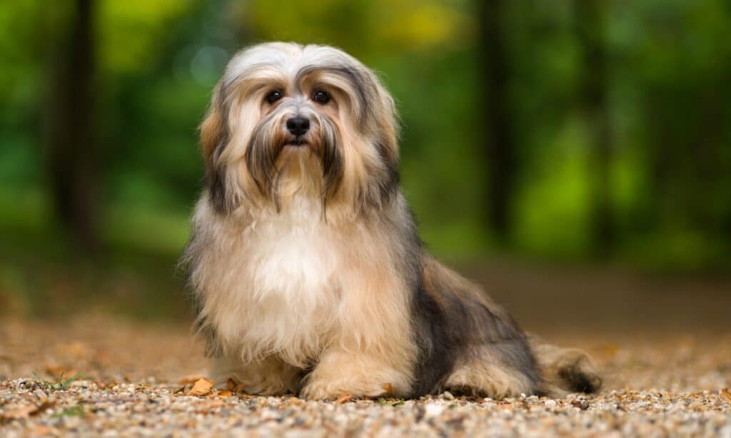 cane havanese