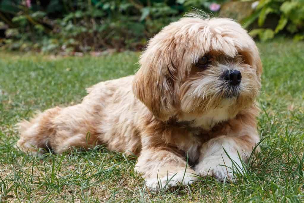 Cane Lhasa Apso sdraiato sull'erba di un giardino