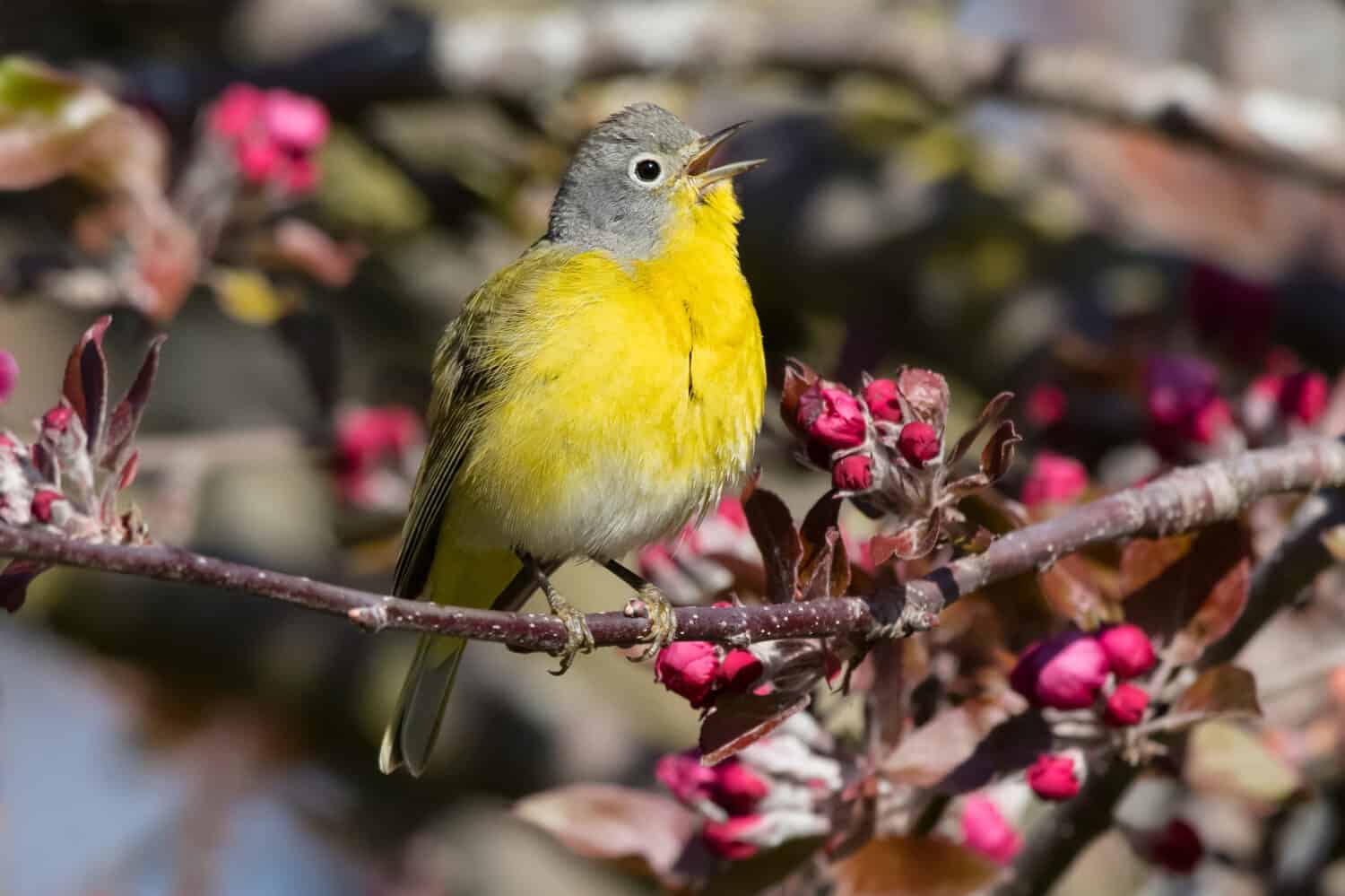 Un maschio di Nashville Warbler sta cantando dal suo trespolo su un ramo con bellissimi fiori. Parco della baia di Ashbridge, Toronto, Ontario, Canada.