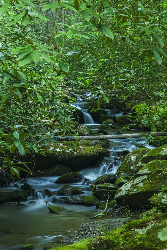 Greenbrier Area nel Parco Nazionale delle Grandi Montagne Fumose, TN