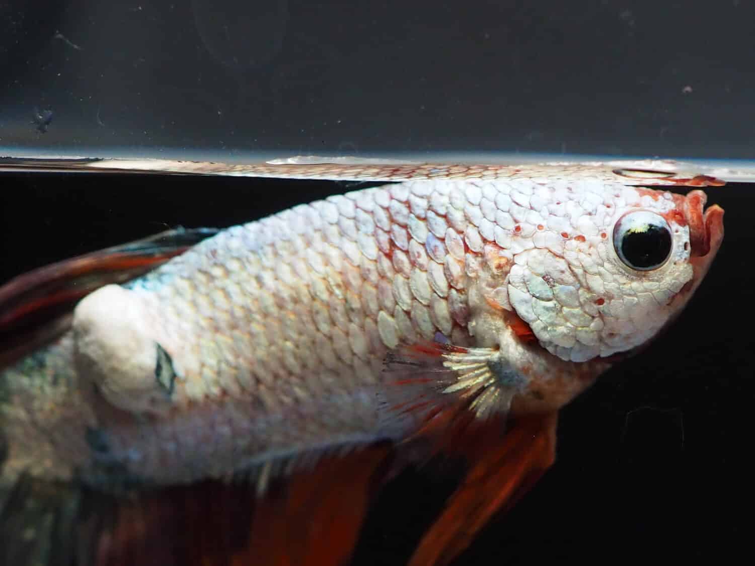 primo piano e focus selettivo sulla malattia della pelle o Infeksi Jamur Kulit Ikan Cupang o L'infezione fungina sulla pelle del pesce Betta, la comparsa di macchie bianche proprio come un pezzo di cotone