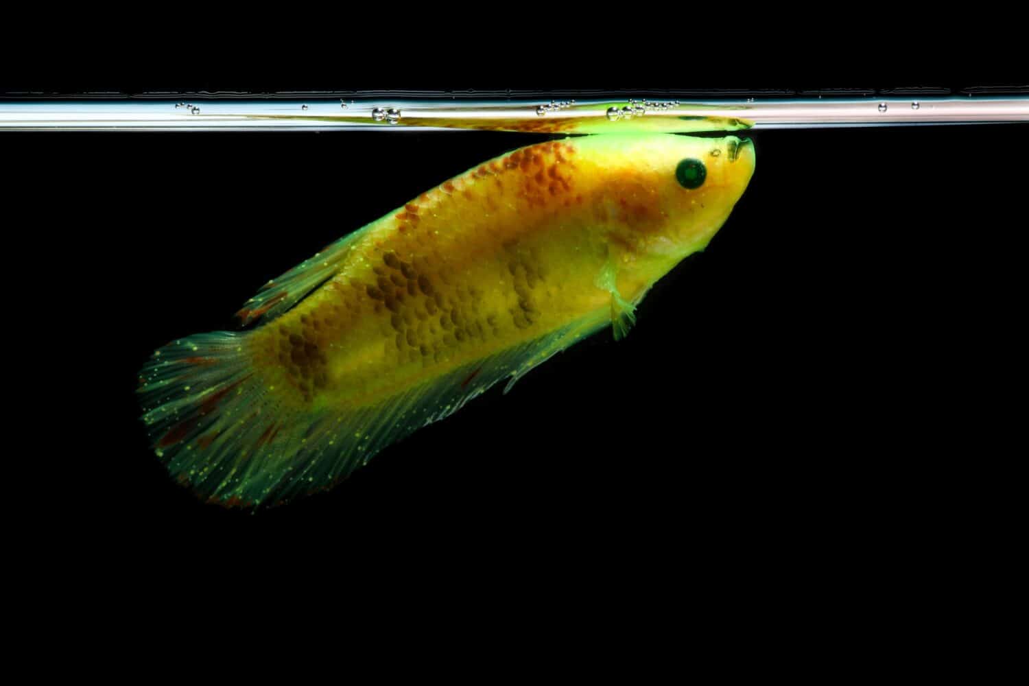 pesci betta che sono malati di macchie bianche. pesce combattente siamese, betta splendens isolato su sfondo nero