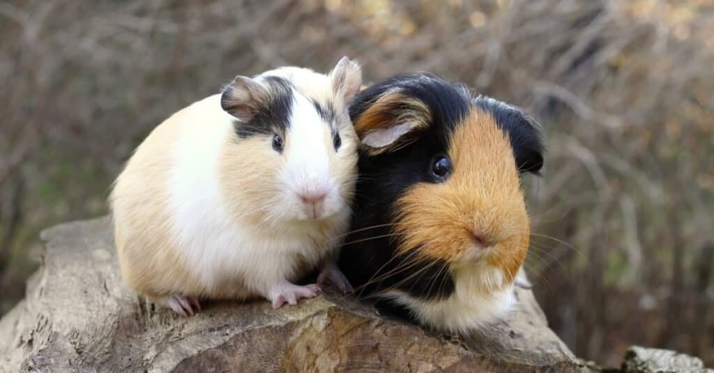 Cavia maschio contro femmina