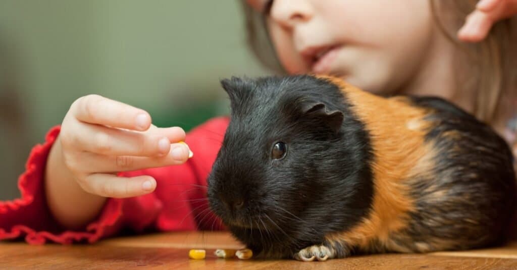 Luoghi in cui adottare porcellini d'India