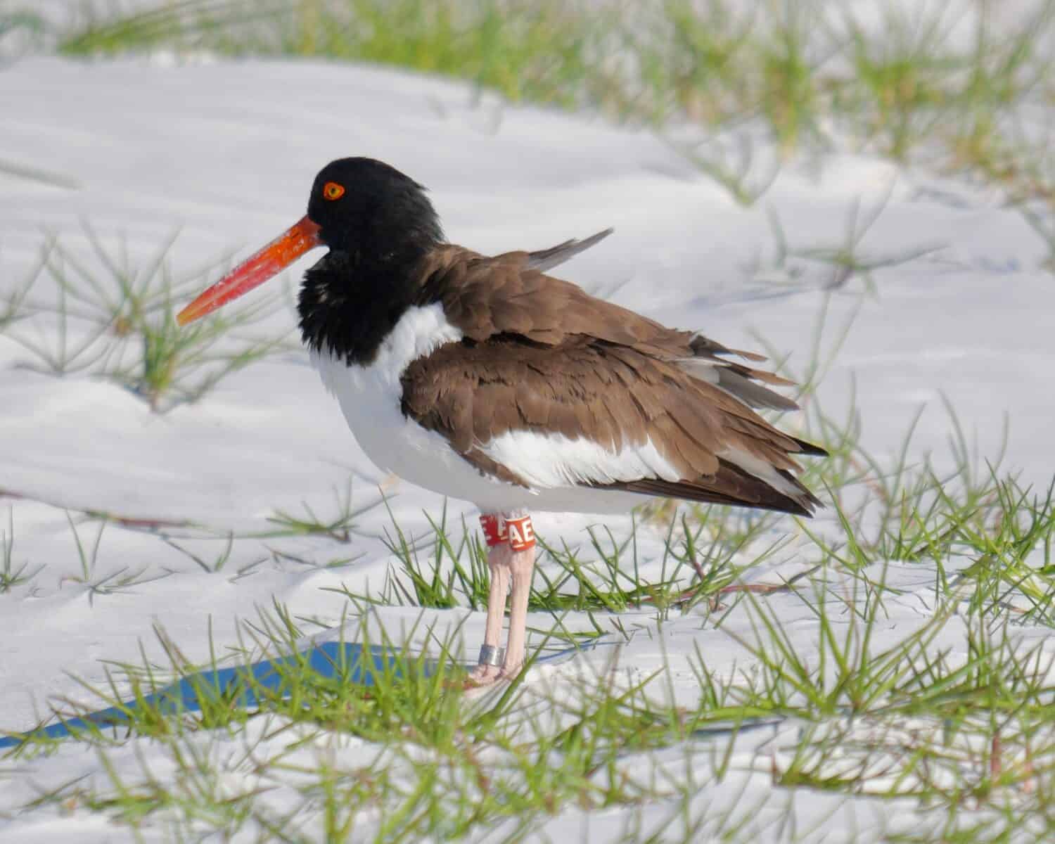 Banded American Oystercatcher (Haematopus palliatus) che si affaccia sul suo territorio.  Fort Desoto Park San Pietroburgo, Florida, 18 aprile 2023