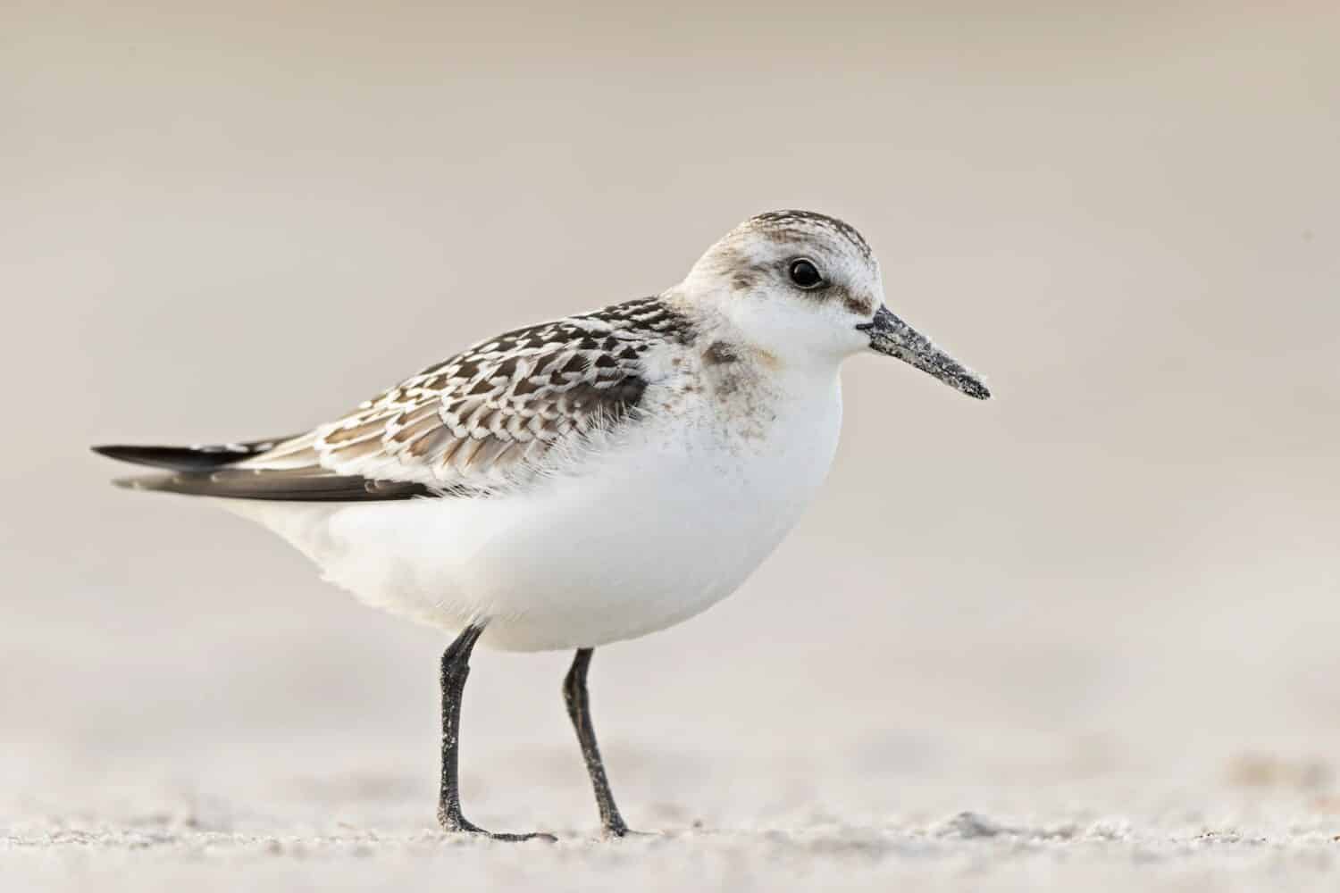 Un sanderling (Calidris alba) che foraggia durante la migrazione autunnale sulla spiaggia.