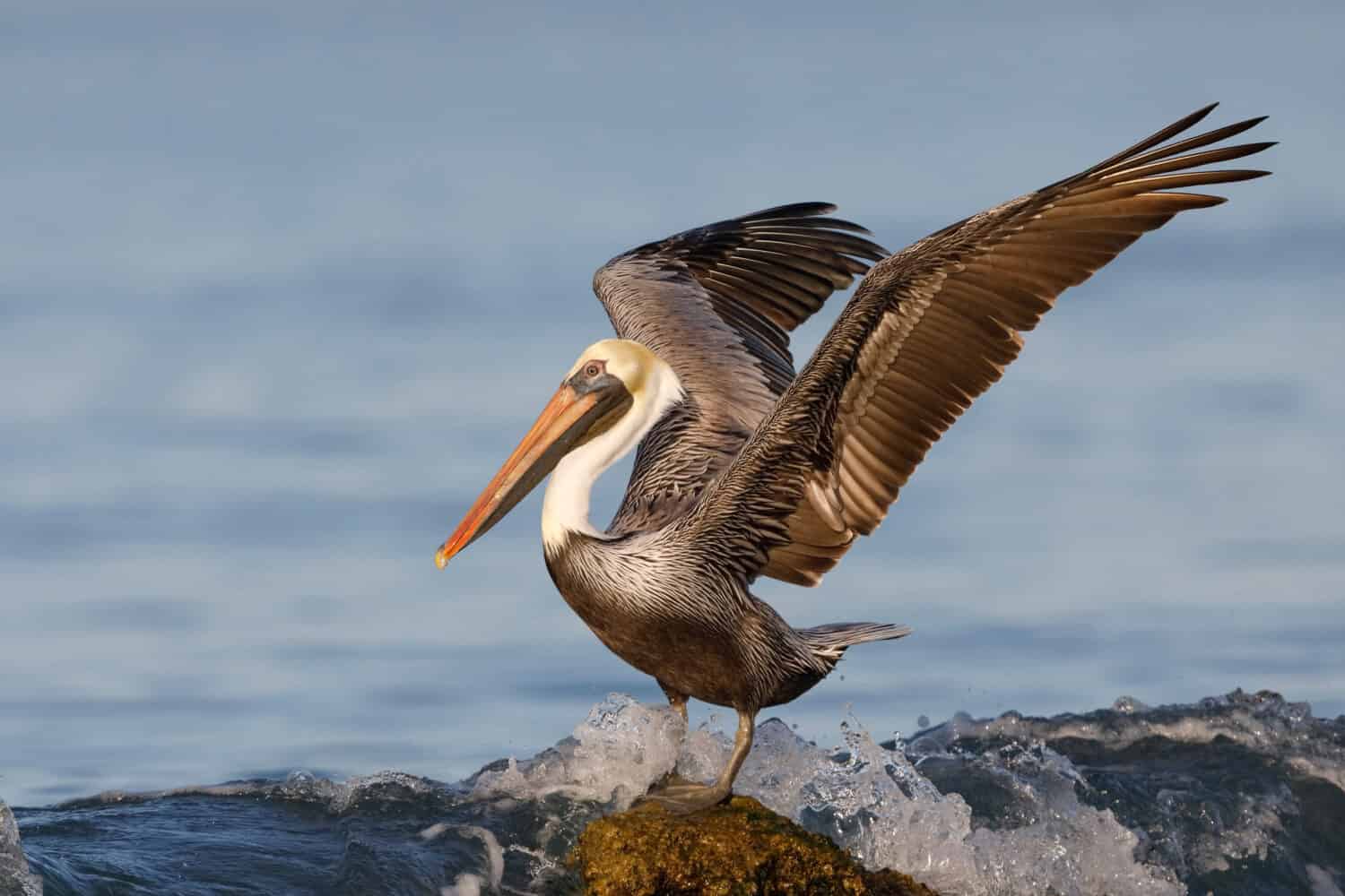 Pellicano marrone (Pelecanus occidentalis) usando le sue ali per l'equilibrio mentre un'onda si schianta sulla sua roccia - Venice, Florida