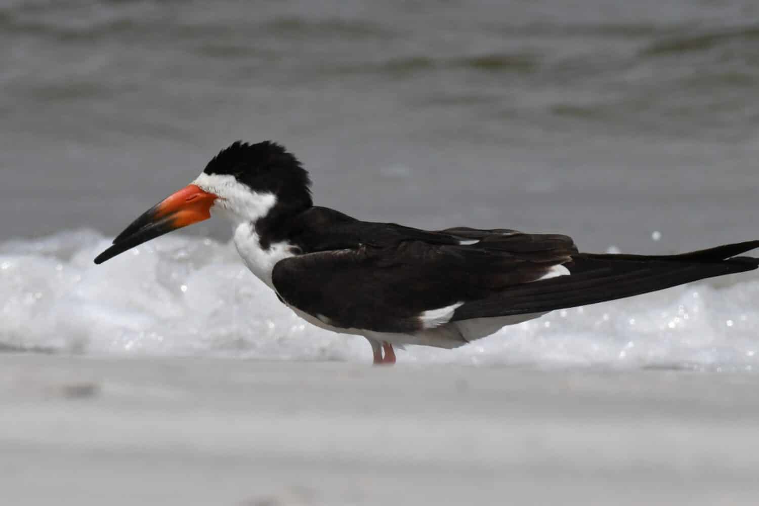 Skimmer nero.  Rynchops niger.  Spiaggia di Wrightsville, Carolina del Nord.  Stati Uniti d'America