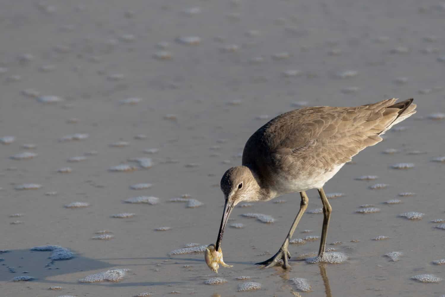 Willett orientale.  Tringa semipalmata.  Carolina Beach, Carolina del Nord. 